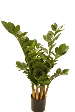 Garderobs-blomma, konstgjord grön växt -0