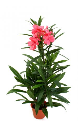 oleander, rosa-0