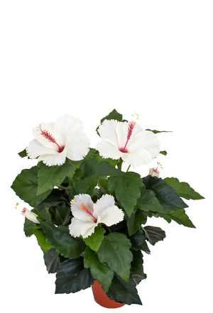 Hibiscus vit, konstgjord blomma-0