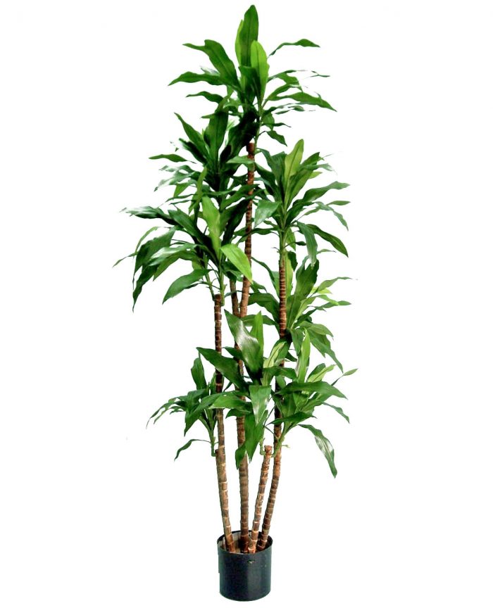 Dracena, konstgjord-0