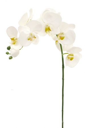 orkidé snitt, vit-0