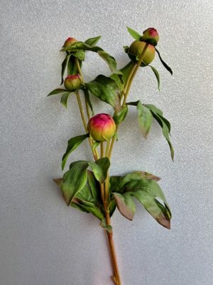 Pion, knoppig, rosa