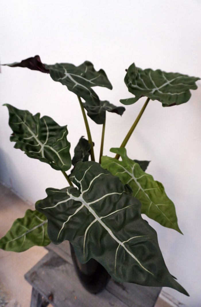 Alocasia, skelettsköld, konstgjord, 60 cm