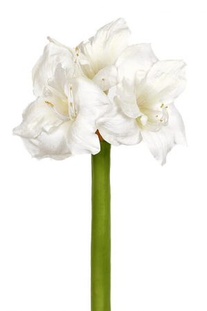 Amaryllis, vit, konstgjord blomma-0