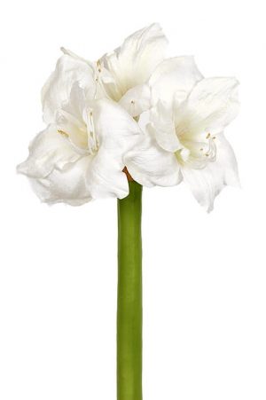 Amaryllis, vit, konstgjord blomma-0