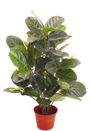 Artocarpus, konstgjord krukväxt-0