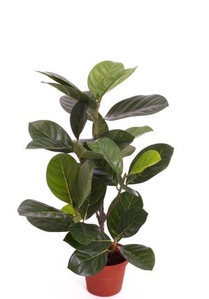 Artocarpus, konstgjord krukväxt-0