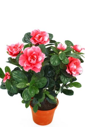 Azalea, rosa, konstgjord blomma-0