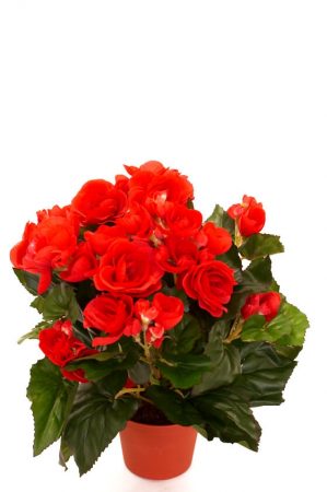 Begonia, röd, konstgjord blomma-0