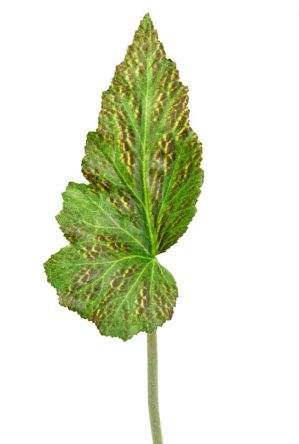 Blad, rexbegonia, konstgjord växt, blomma-0