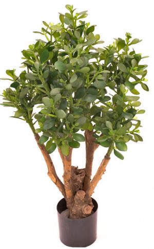 Crassula, konstgjord krukväxt, träd-0