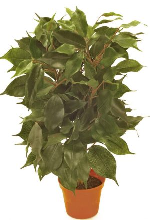 Ficus, konstgjord krukväxt-0