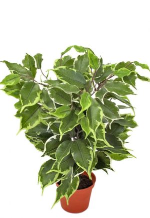 Ficus, golden, konstgjord krukväxt-0