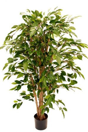 Ficus natasja, konstgjord-0