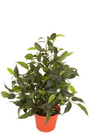 Ficus natasja, konstgjord krukväxt-0