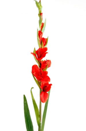 Gladiolus, röd, konstgjord blomma-0