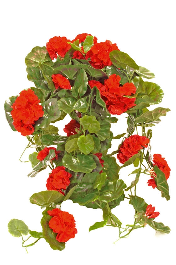 Hängpelargon, röd, konstgjord krukväxt, blomma-0