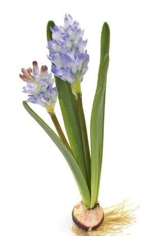 Hyacint på lök, blå, konstgjord blomma-0