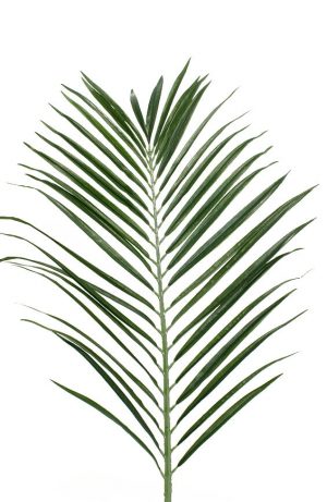 Palmblad, konstgjort -0