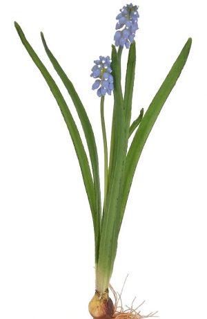 Pärlhyacint på lök, blå, konstgjord blomma-0