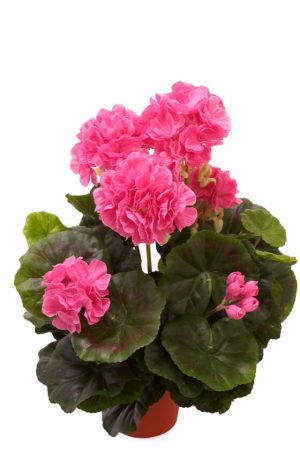 Pelargonia, ljus lila, konstgjord blomma-0