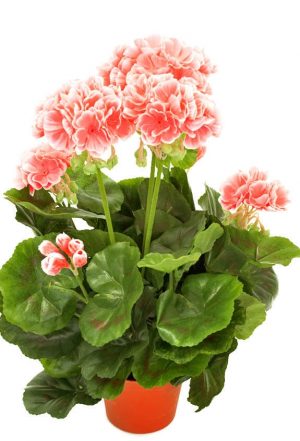 Pelargonia, rosa, konstgjord-blomma-0