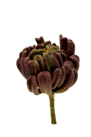 Succulent röd brun, konstgjord-0