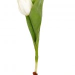 Tulpan på lök, vit, konstgjord blomma-0