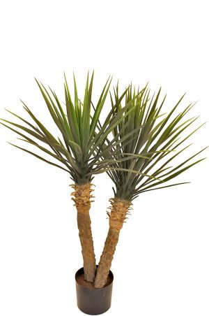 Yucca rostrata, konstgjord-0