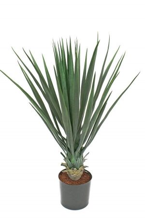 Yucca rostrata, konstgjord -0
