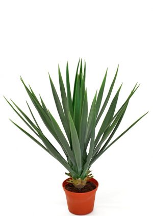 Yucca rostrata, konstgjord-0