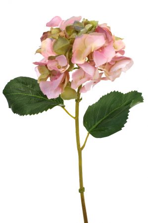 hortensia, lime/rosa-0