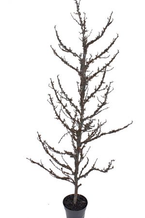 Träd, konstgjort-1463