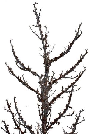 Träd, konstgjort-5038