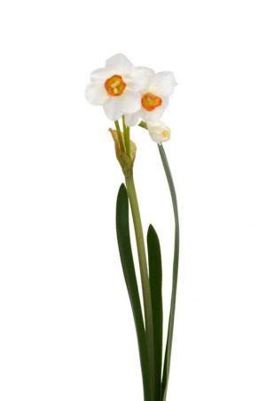 Påsklilja, narciss, vit, konstgjord blomma-0