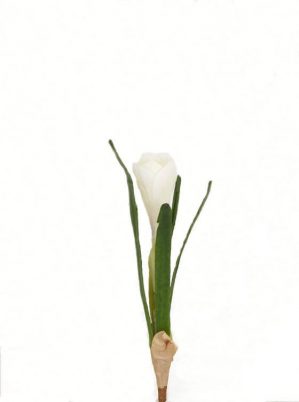 Krokus, vit, konstgjord blomma-0