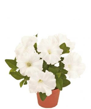 Petunia, vit, konstgjord blomma-0