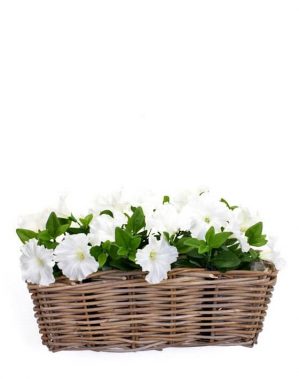 Petunia, vit, konstgjord blomma-5275