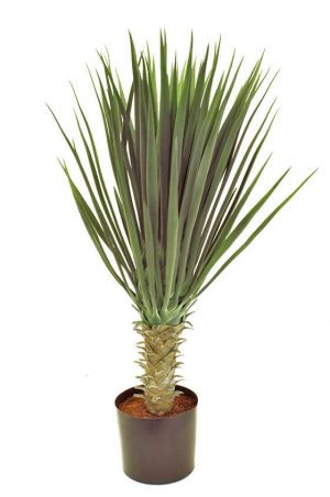 Yucca rostrata, konstgjord krukväxt-0