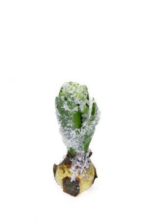Hyacint med snö, konstgjord blomma-0