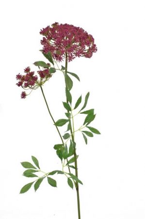 Trachelium, vinröd, konstgjord blomma-0