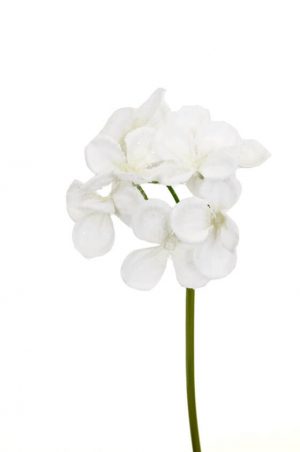 Hortensia, vit med is, konstgjord blomma-0