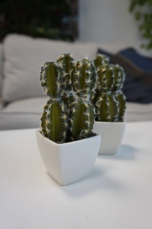 Kaktus, mini, konstgjord-0