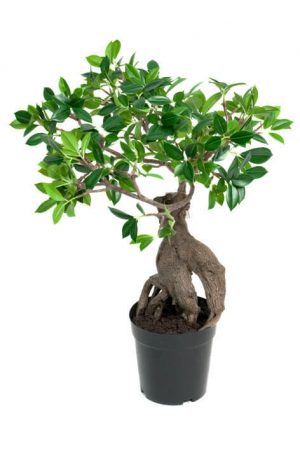 Ficus Ginseng, konstgjord krukväxt-0