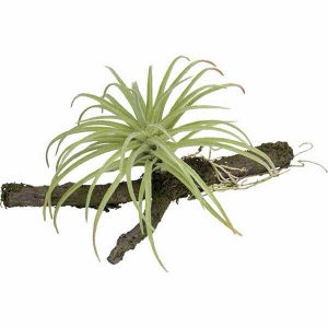 Tillandsia på gren, konstgjord-0