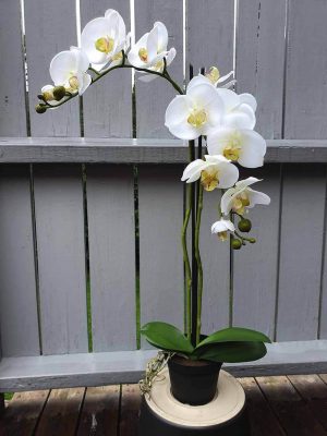 Orkidé i kruka, 2-stängel, vit, konstgjord-0