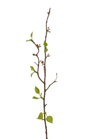 Björkkvist, konstgjord kvist, blomma-0