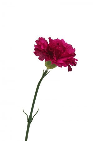 Nejlika, lila cerise, konstgjord blomma-0