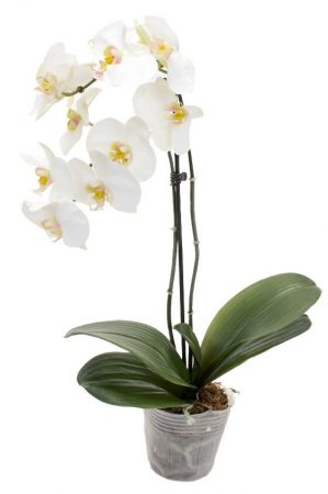 Orkidé i kruka, 2-stängel vit, konstgjord-4606