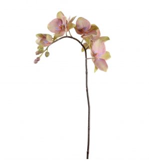 Orkidéstängel, lime/rosa, konstgjord, 60 cm